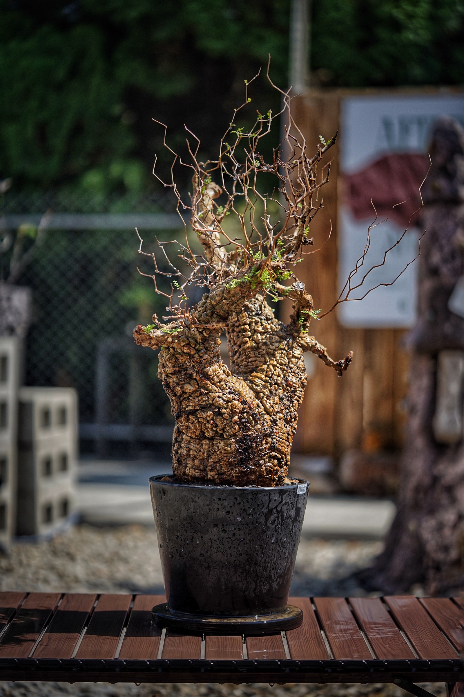 image_2B9F0132-4D87-417D-87D9-0DA0D15BCEF6_1791097269