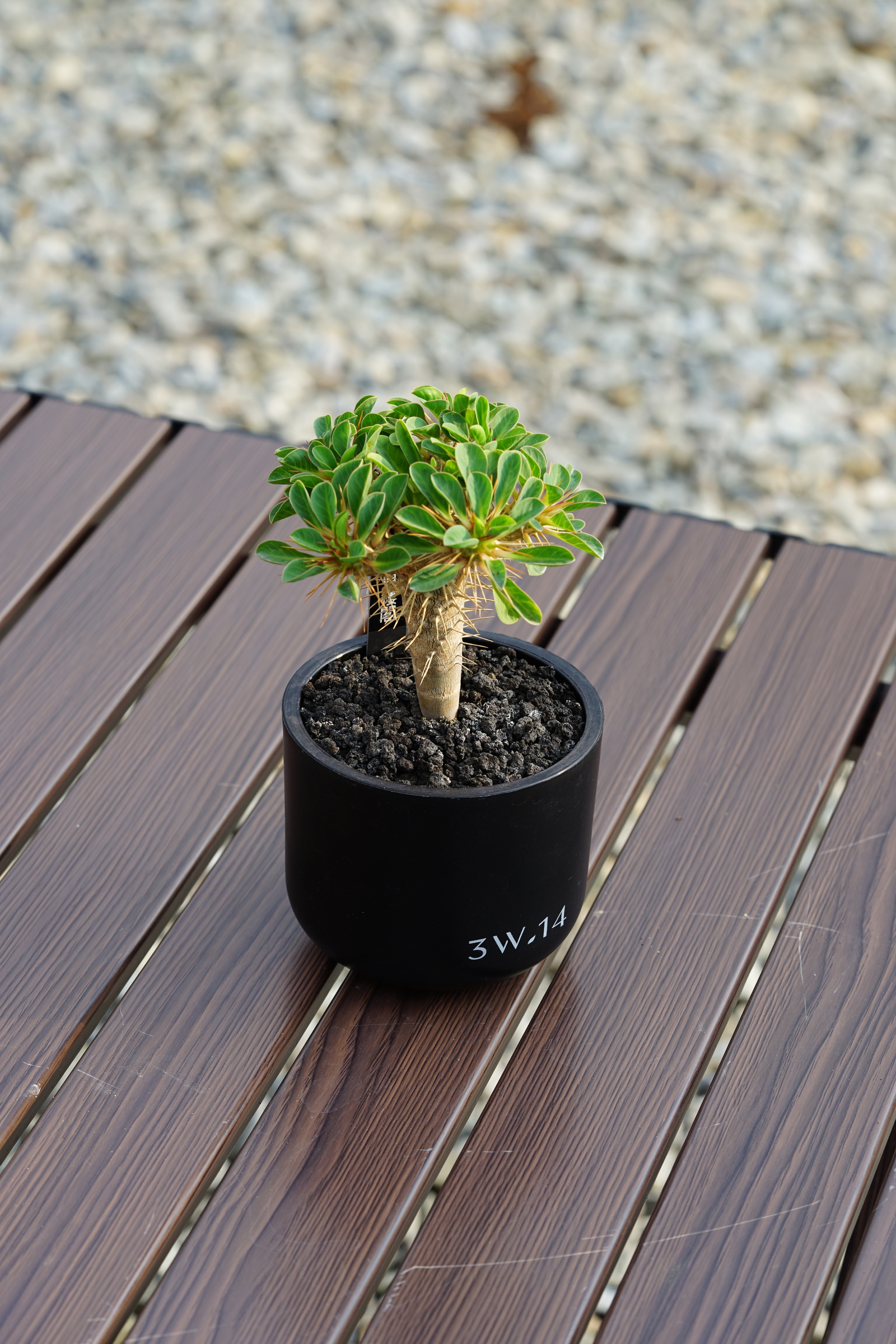 188 Pachypodium ambongenseパキポディウムアンボンゲンセ パキポディウム アンボンゲンセ 001【開花実績あり