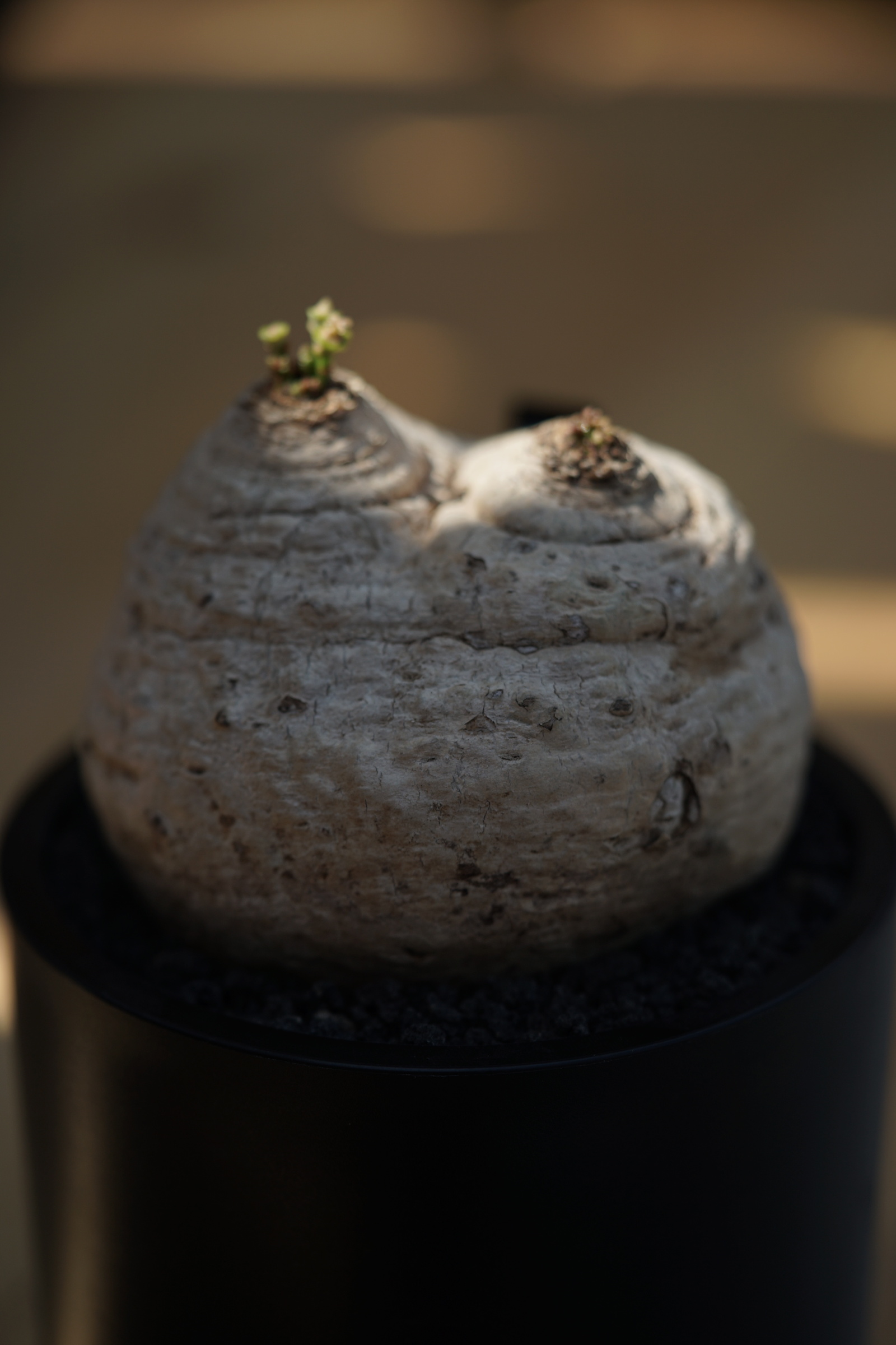 IMG_0781-1726989232993