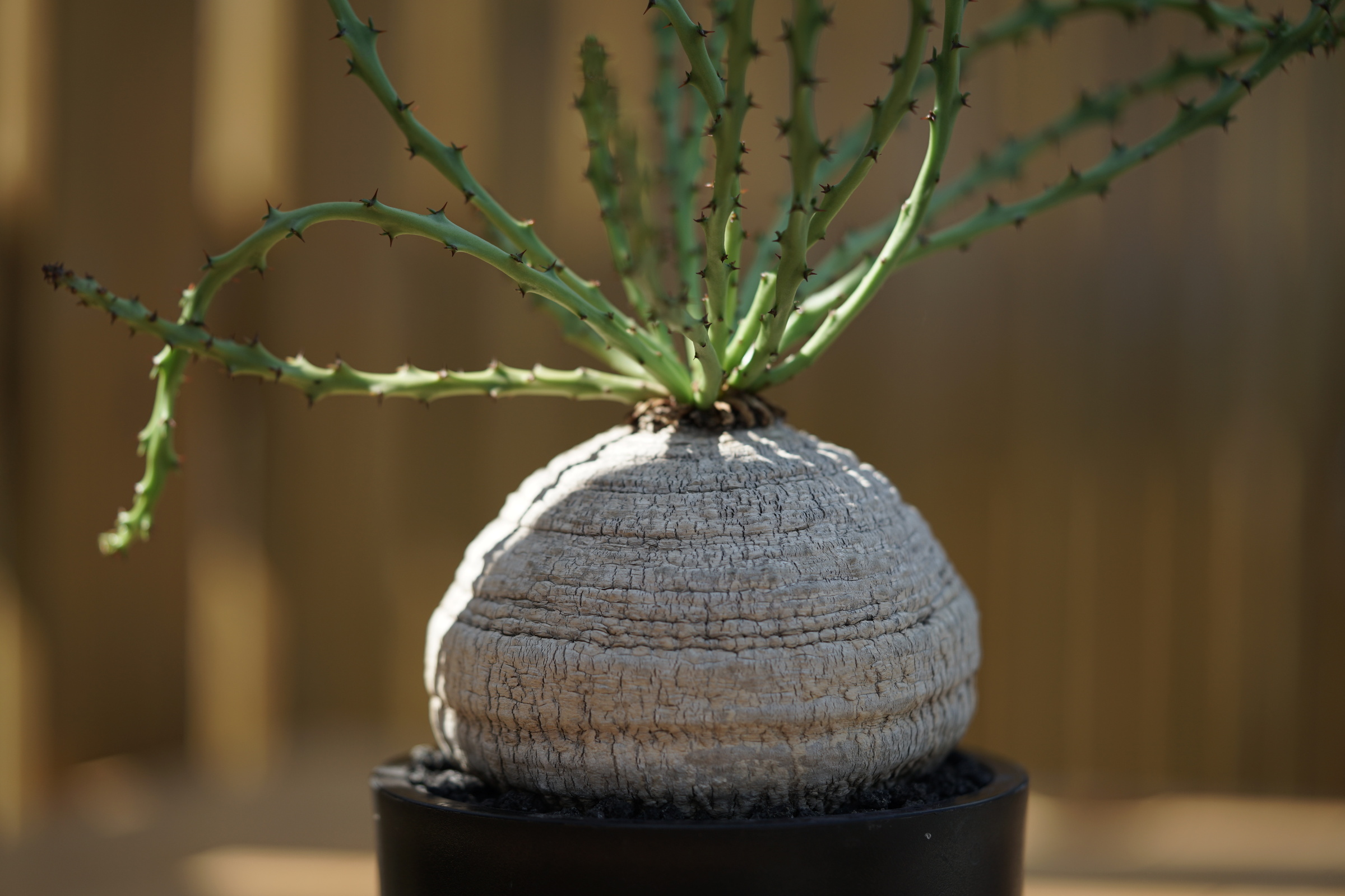 ④ 特大 ユーフォルビア デシドゥア Euphorbia decidua 蓬莱塔 ① 特大 ユーフォルビア デシドゥア Euphorbia decidua 蓬莱塔