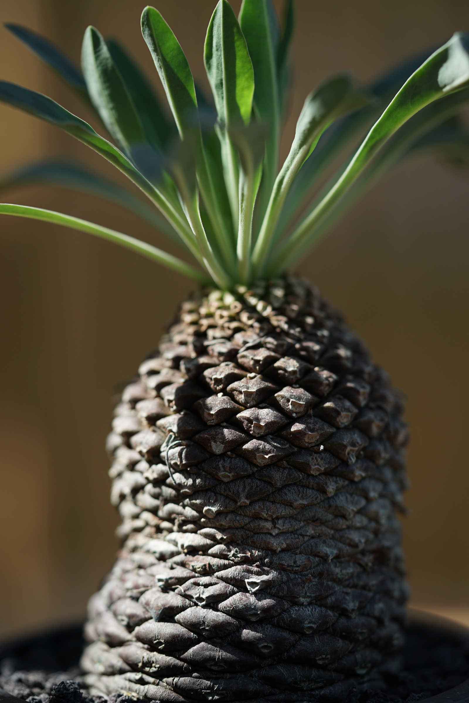 IMG_0812-1727070844304