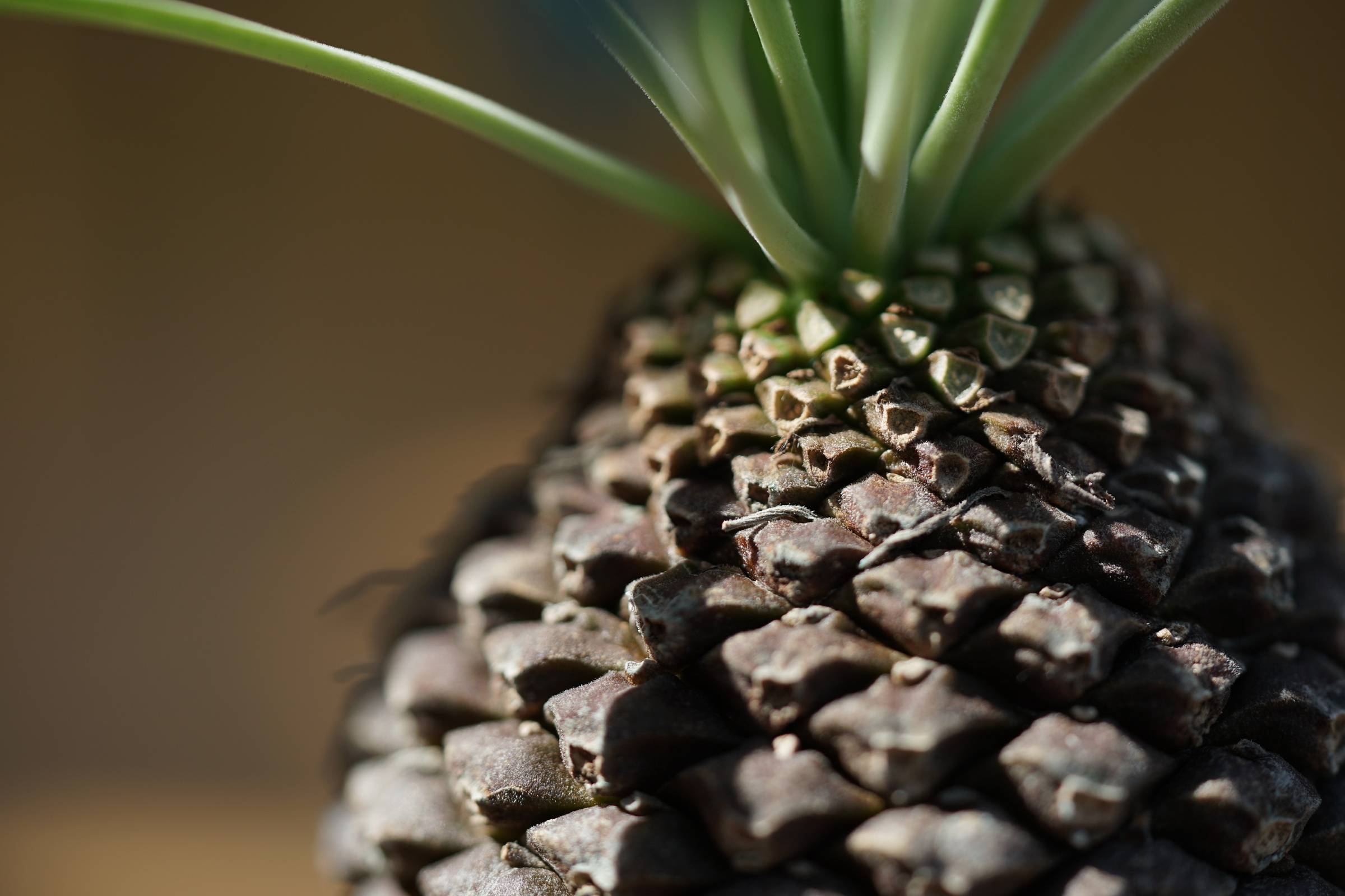 IMG_0808-1727070844312