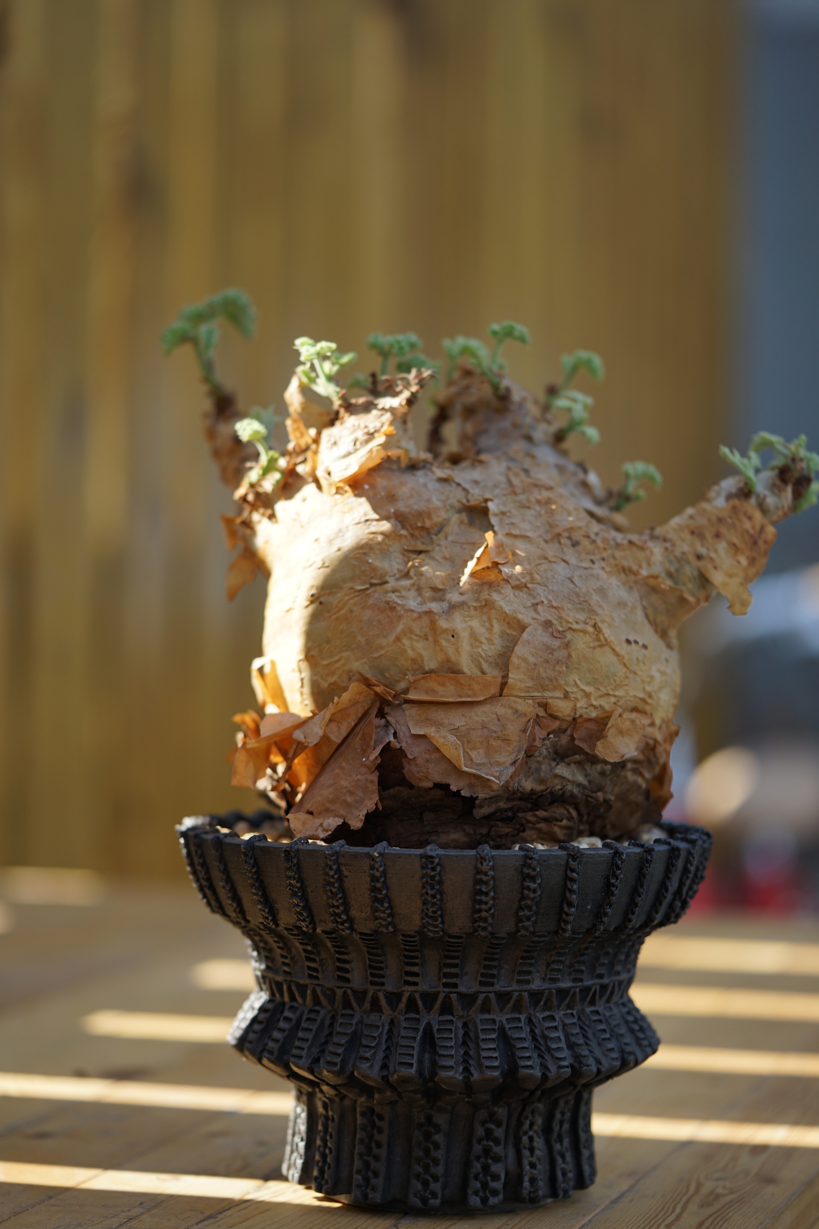 IMG_0876-1727199115651