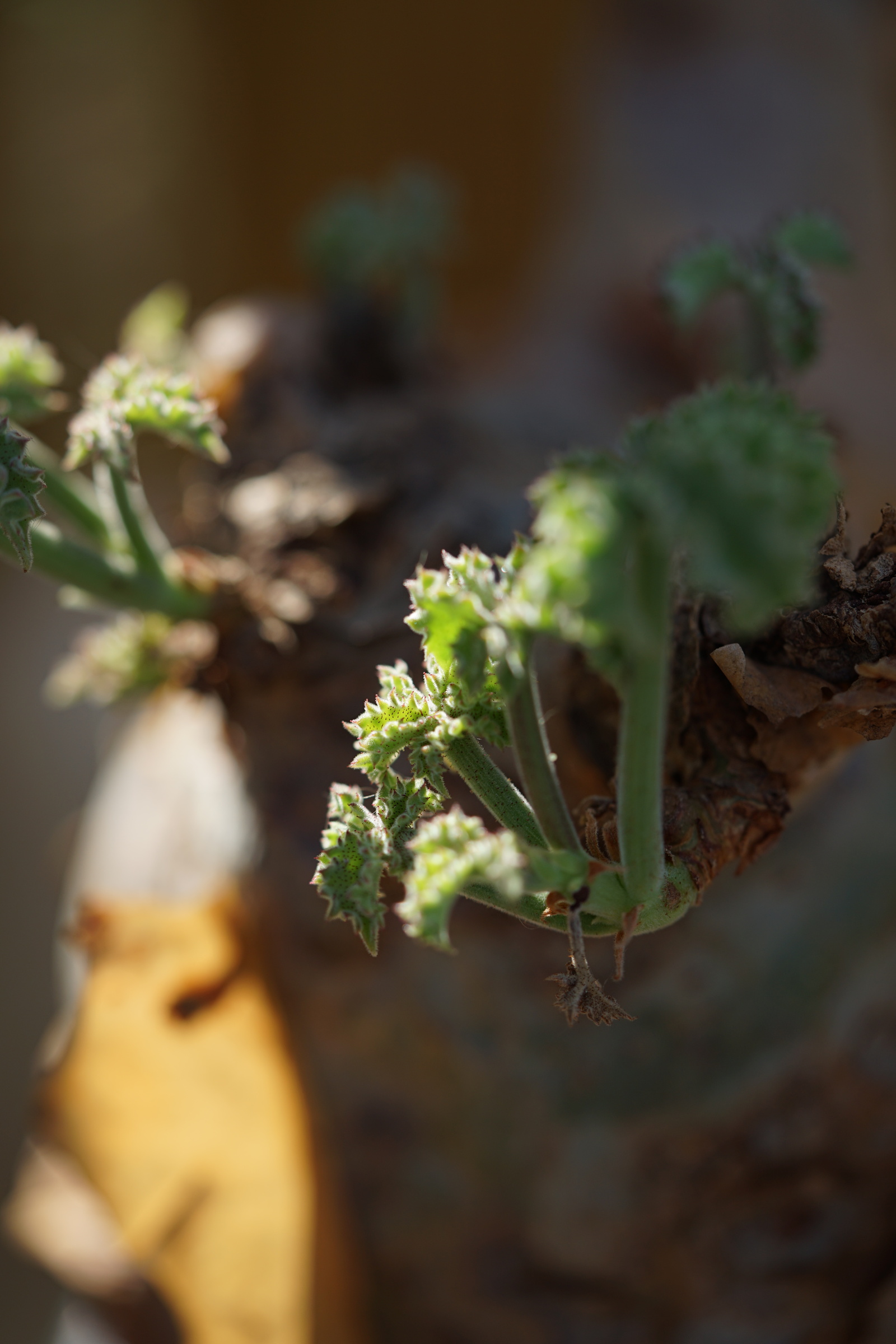 IMG_0880-1727199444077