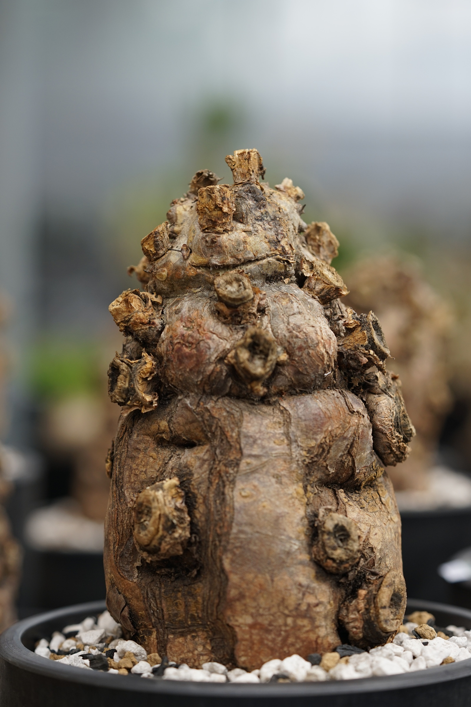 IMG_0983-1729401418506