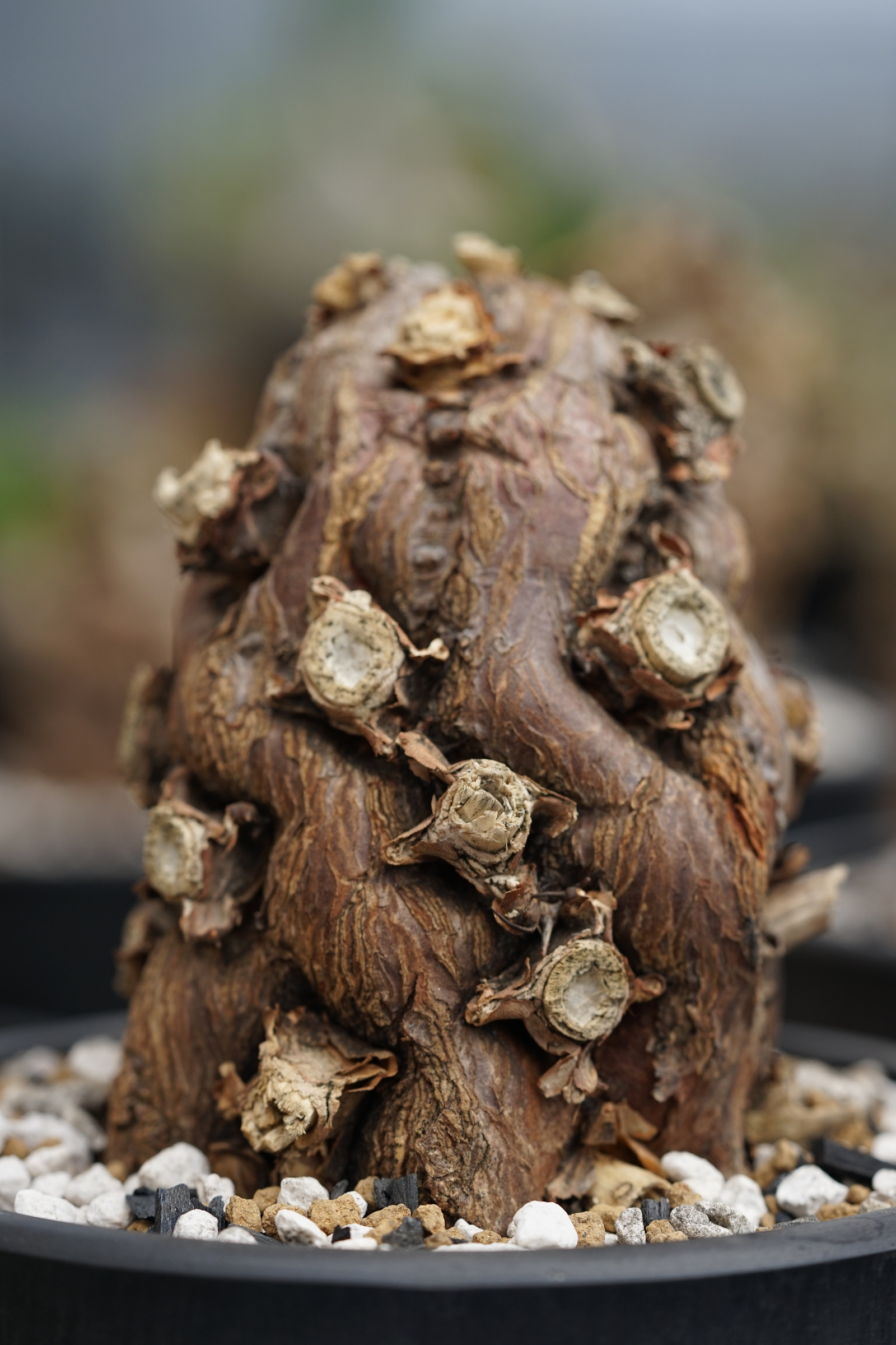 IMG_0986-1729401514602