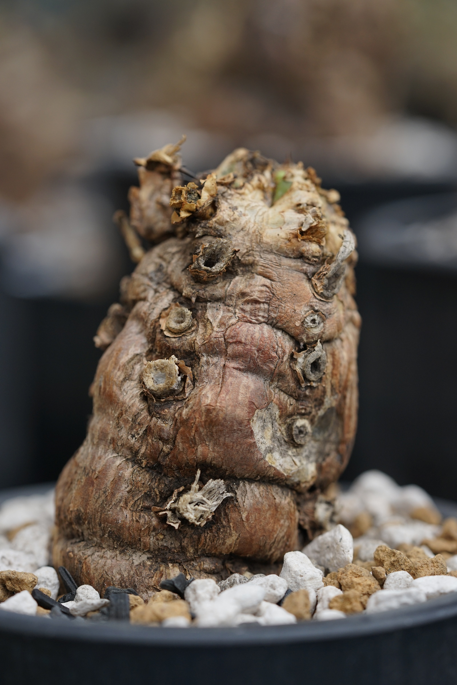 IMG_0989-1729401634849