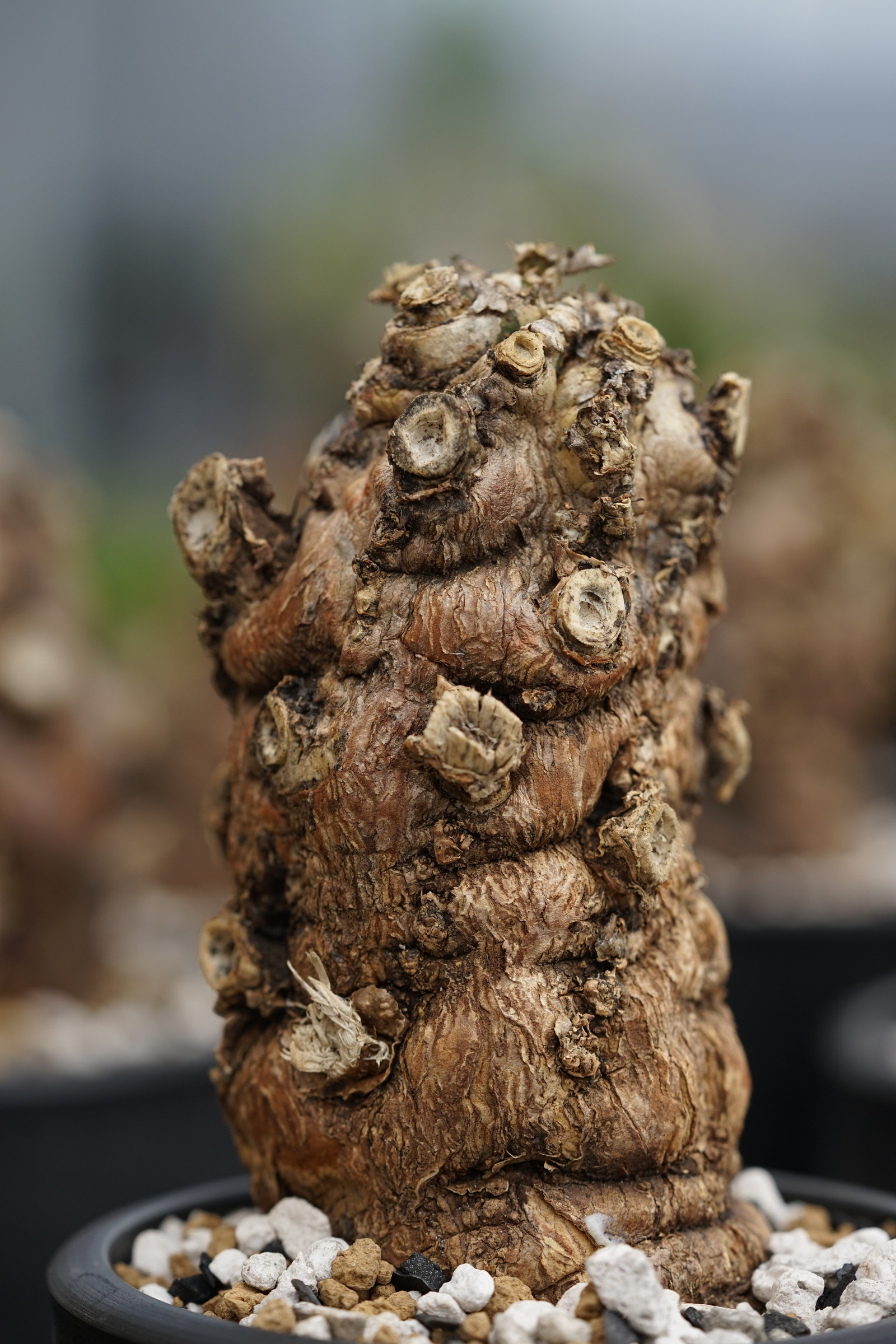 IMG_0992-1729401757316