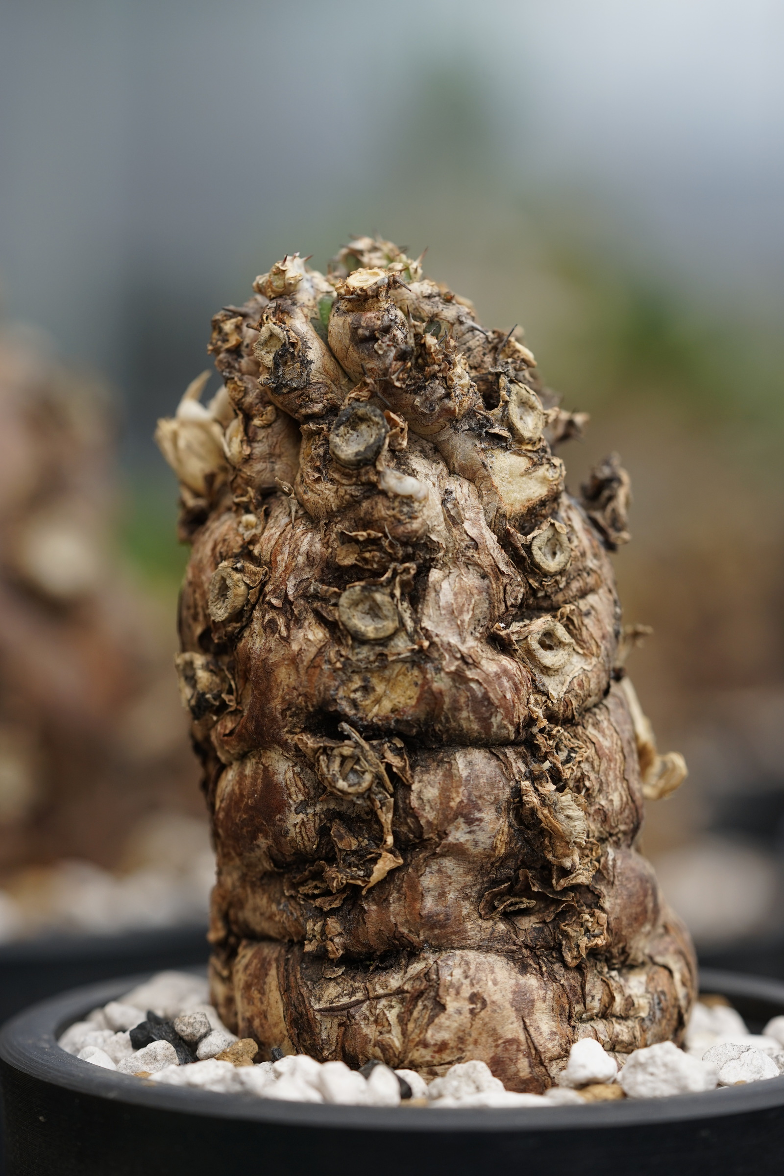 IMG_0995-1729401870010