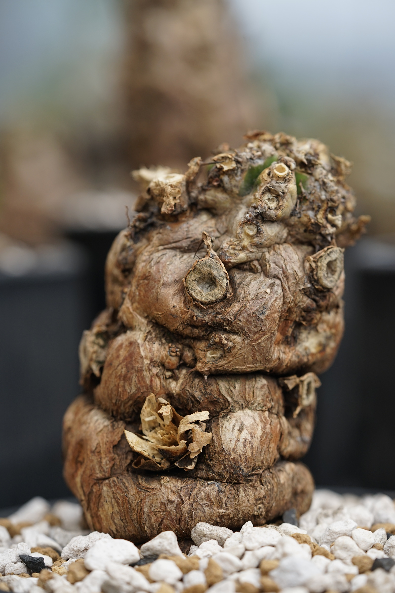 IMG_0998-1729401970447