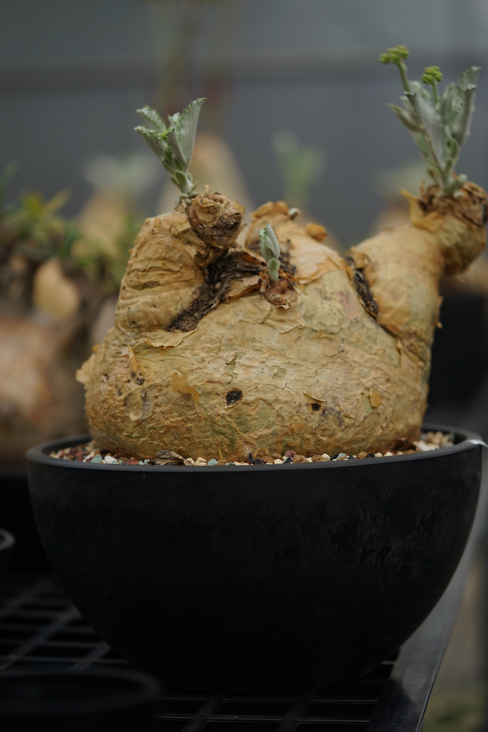 橦3W.14_銀葉葡萄甕（Cyphostemma seitzianum）