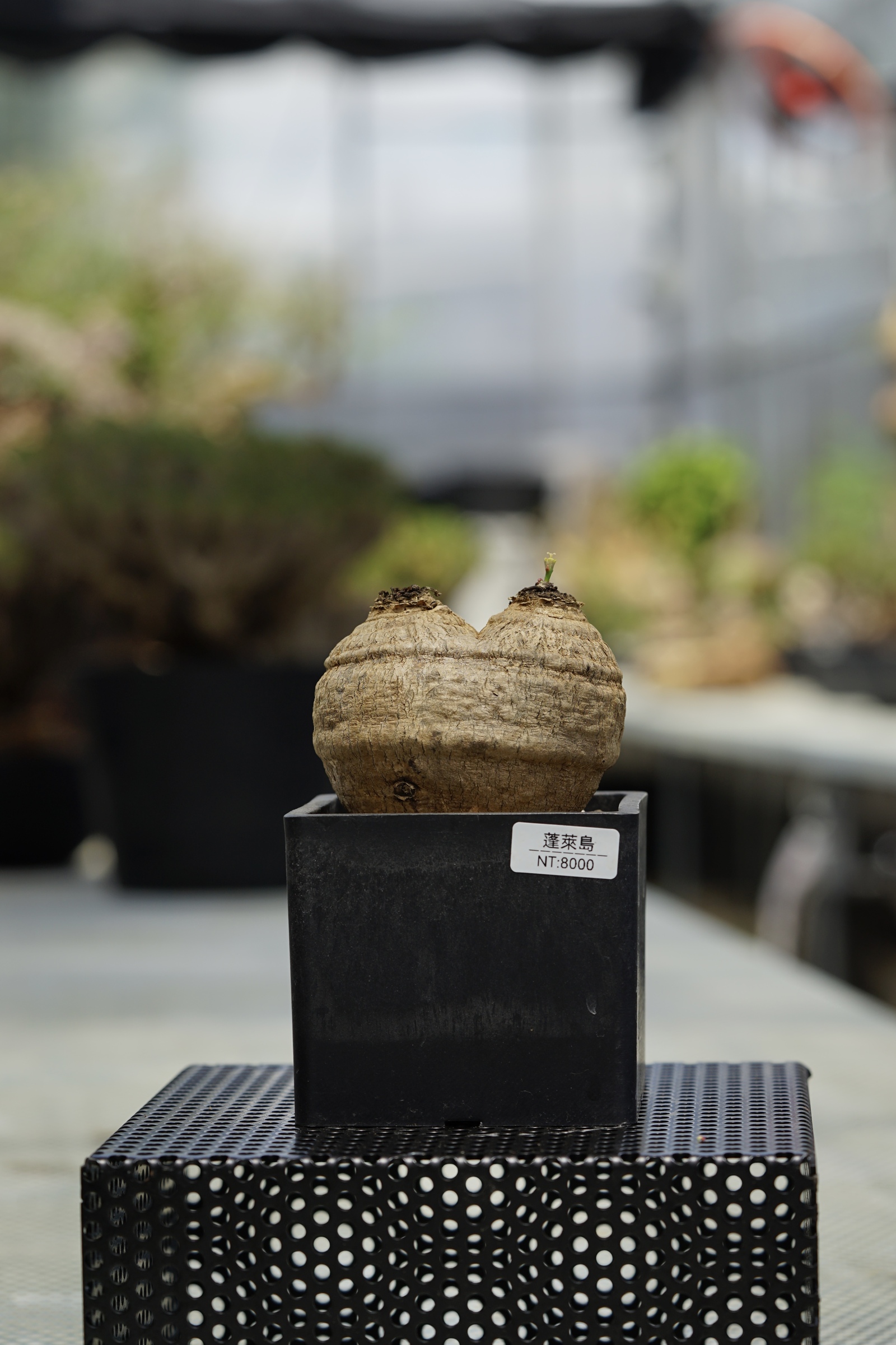 image_D1E01E37-0C79-4C42-8CF9-59007DD1B0ED_1753427527