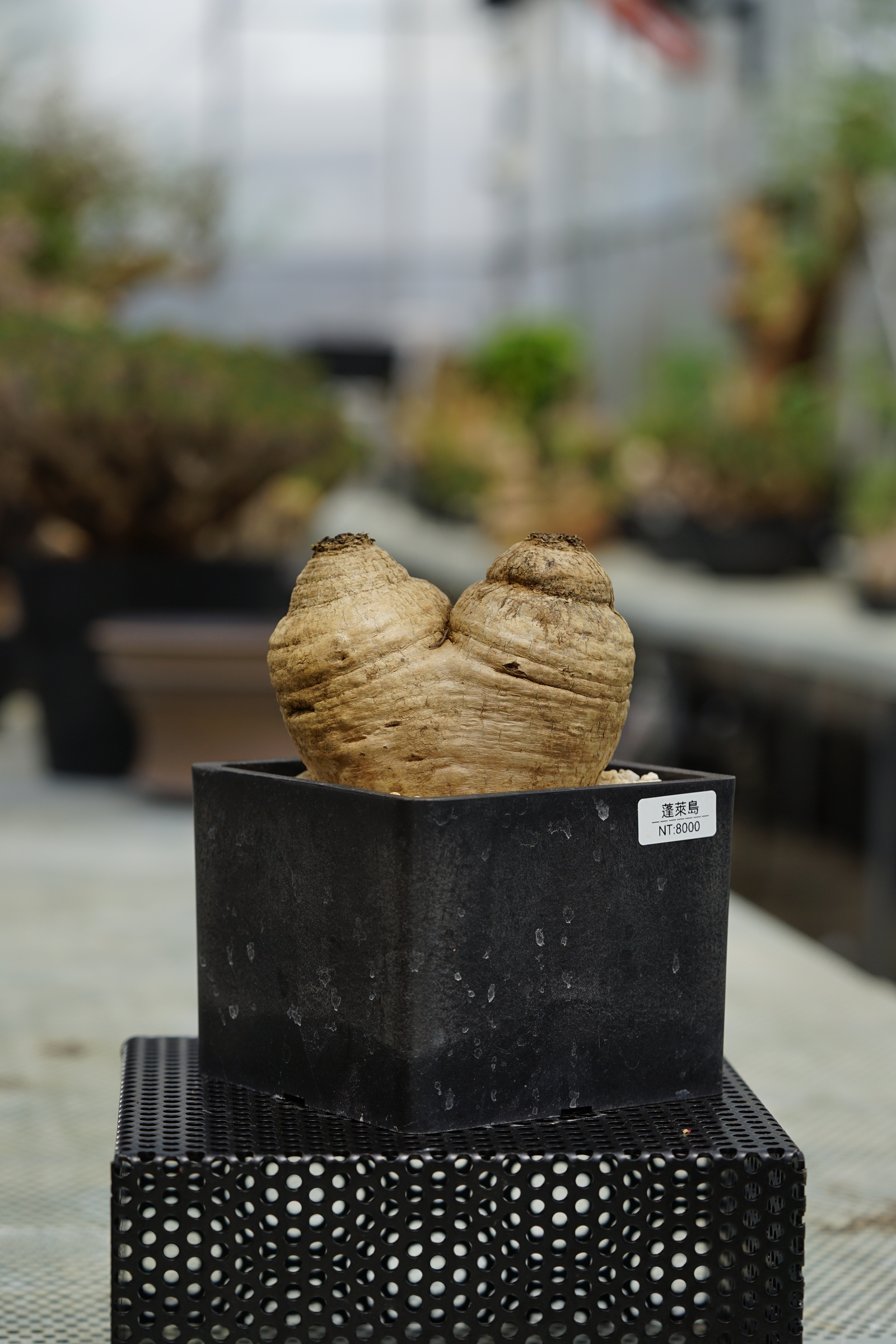 image_20601C34-7CCC-497F-AD41-26417A21B78F_1753427621