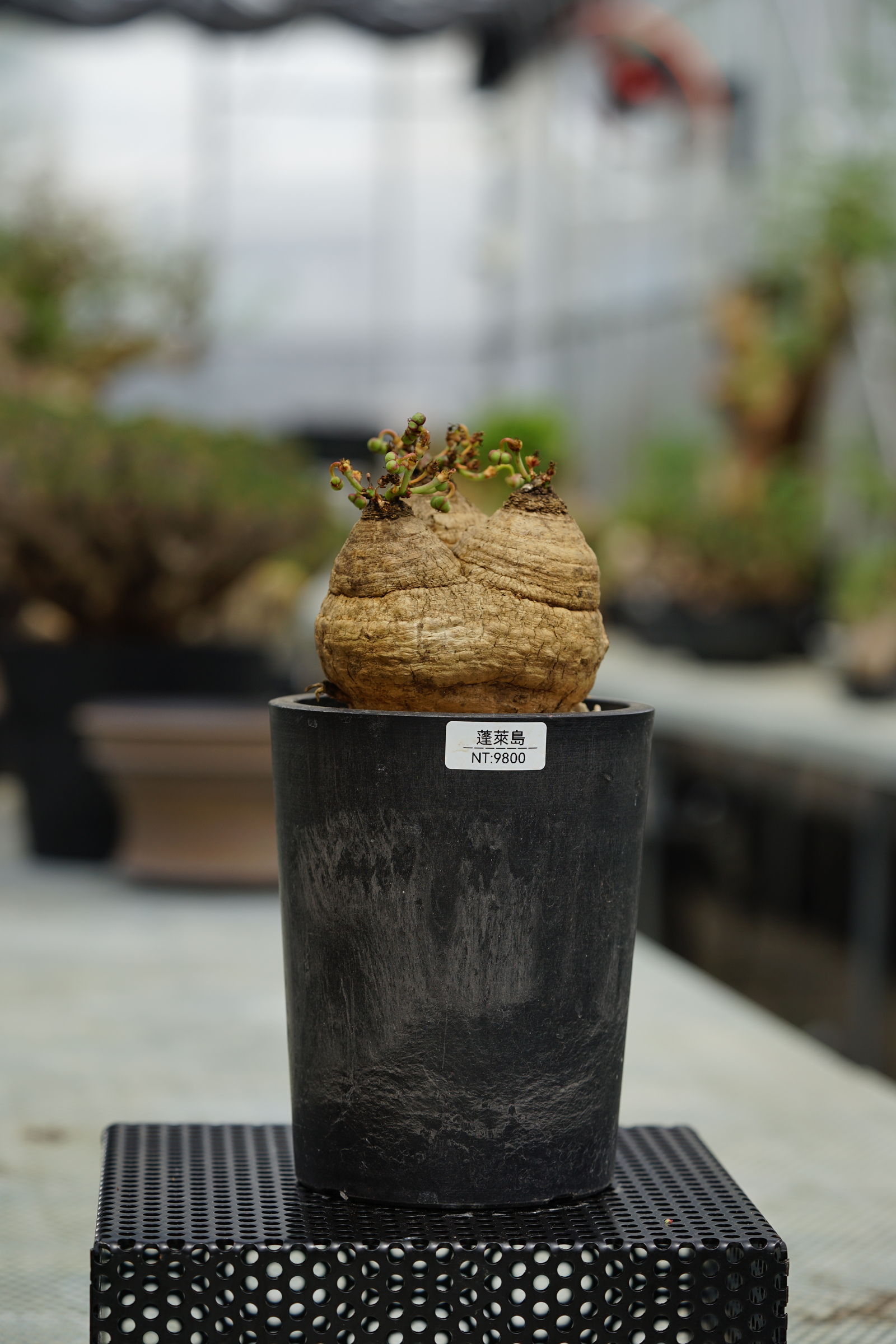 image_C9183099-EC06-4FC0-B4B3-667C2CA9EA65_1753427860