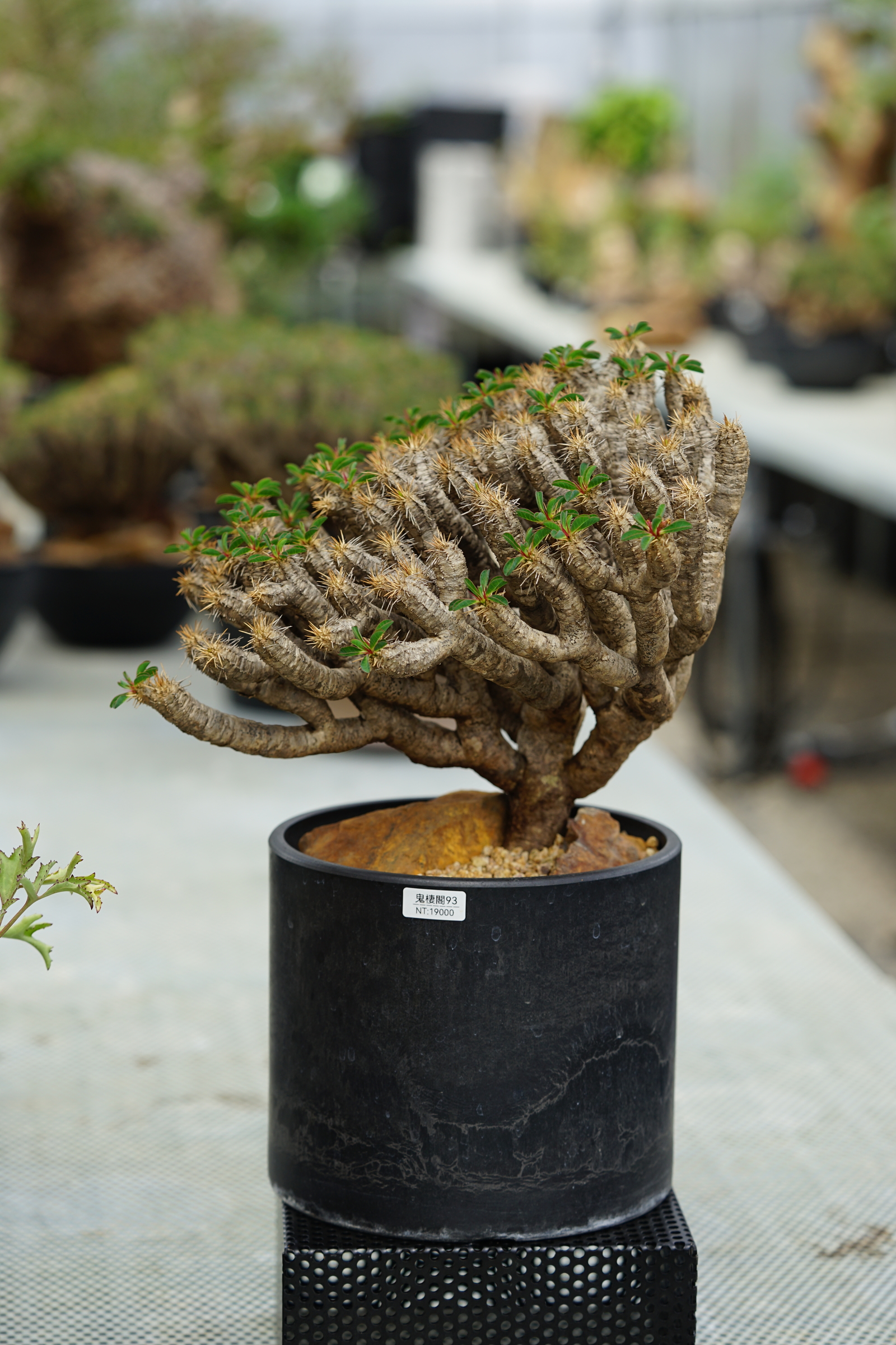image_BF4CA279-8B38-440D-A1EE-FE1ADE59DBEE_1753429784