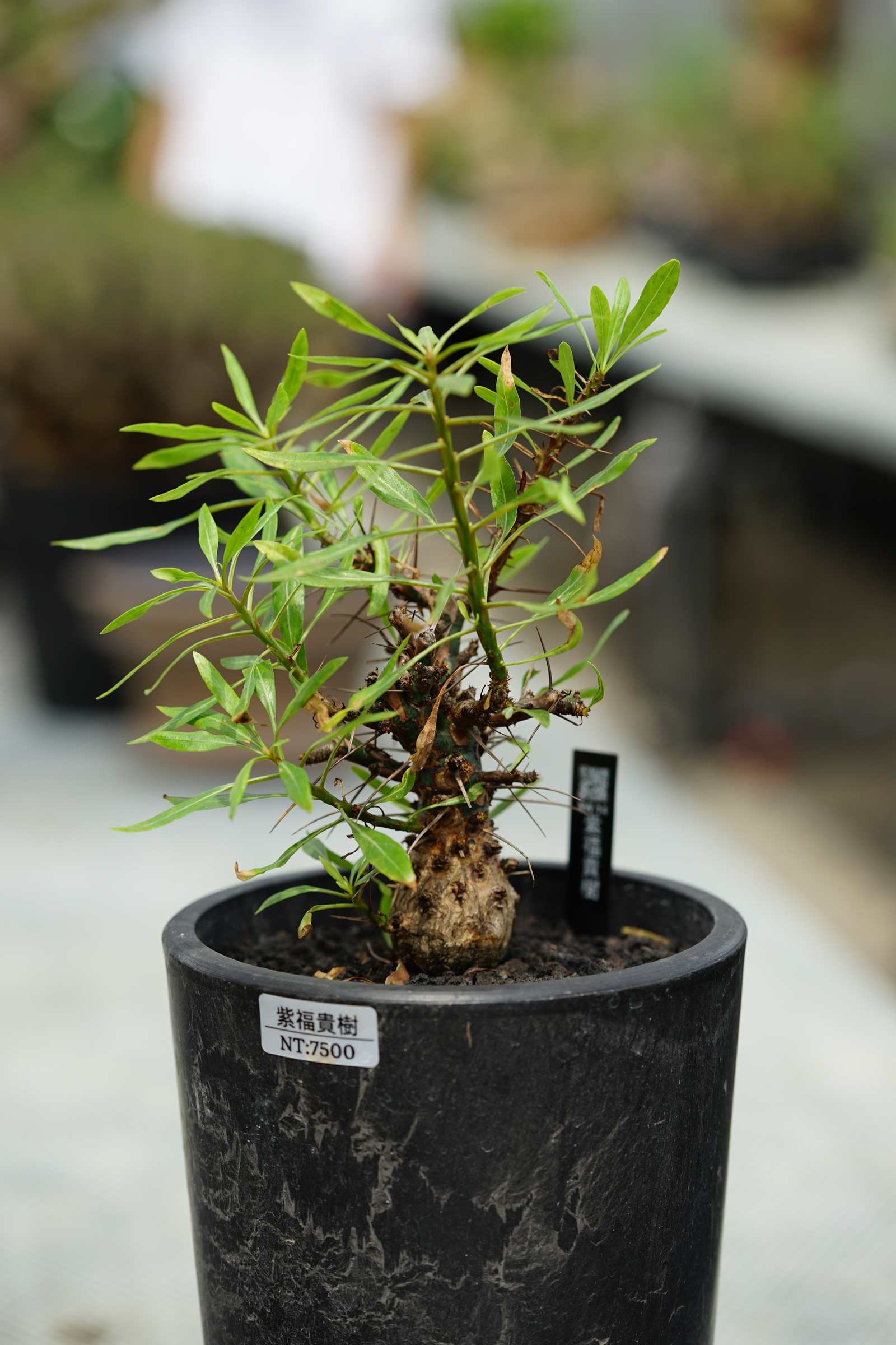 つけ麺 　50粒 Euphorbia schoenlandii Euphorbia_schoelandii_1__98140