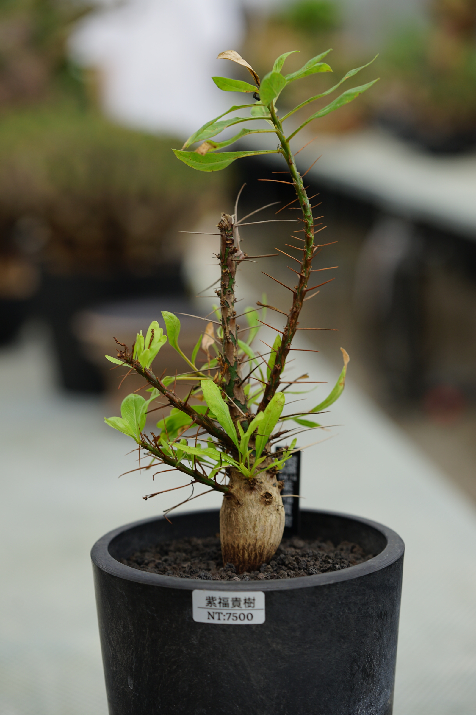image_2A275C55-CA2D-4463-BF14-F4E814EBEC09_1753430321
