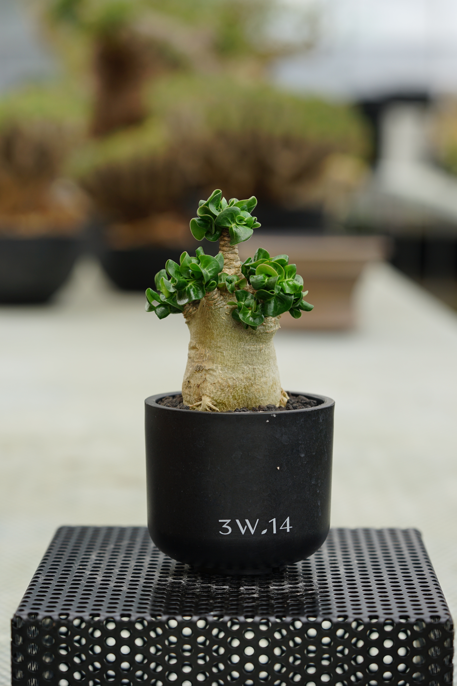 常滑焼　寿門珊瑚釉花活 H46 常滑焼 寿門珊瑚釉花活 H46 常滑焼 寿門珊瑚釉花活 H46