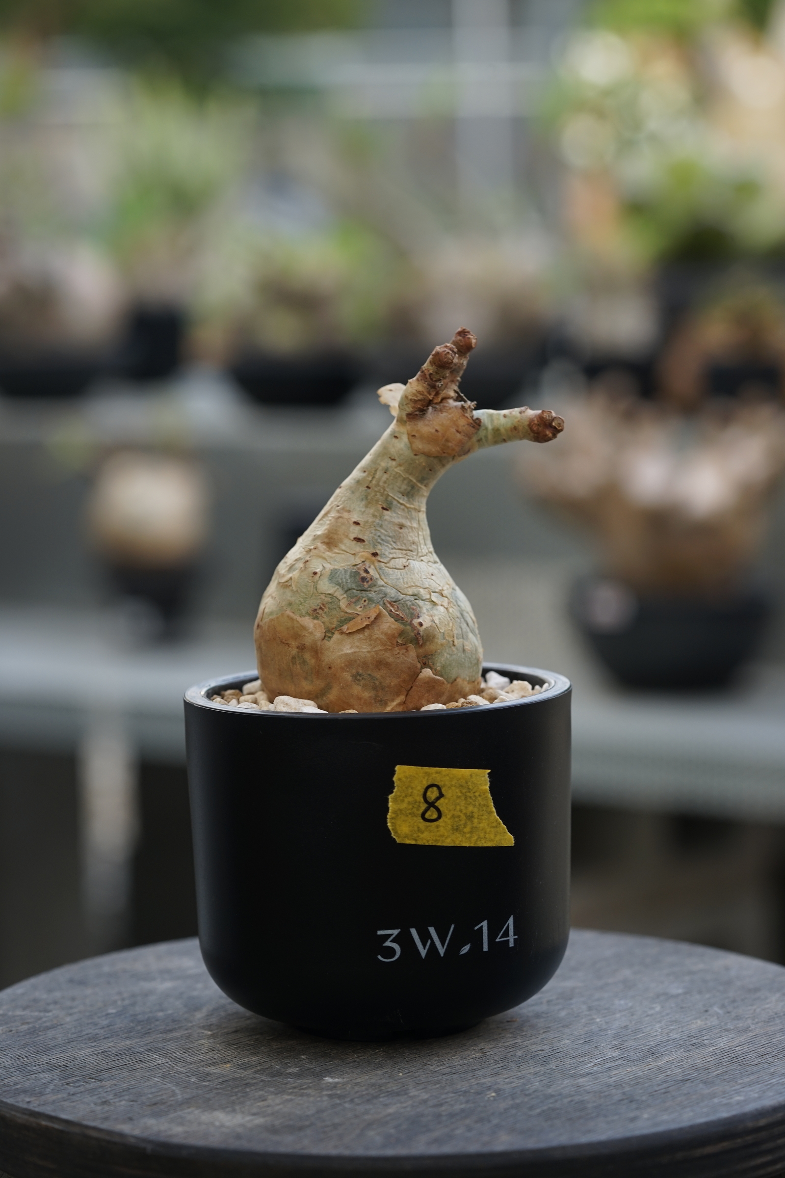 image_39D67630-3E55-4714-8E09-CC286A7BD883_1756623137