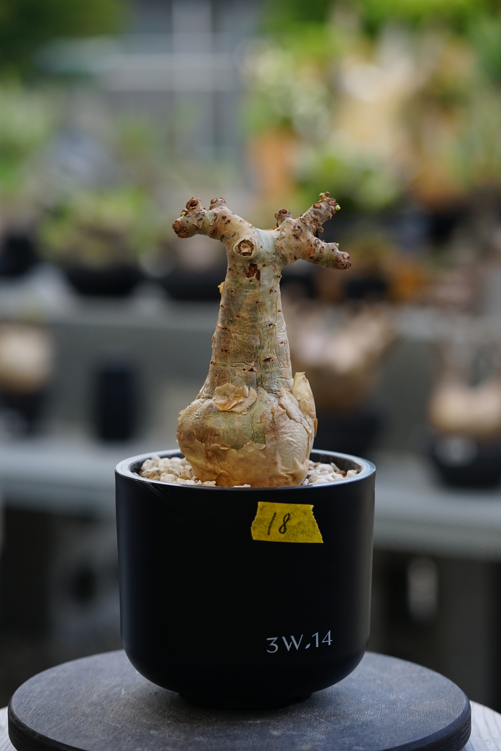 葡萄 橦3W.14_碎葉葡萄甕（Cyphostemma betiforme）18