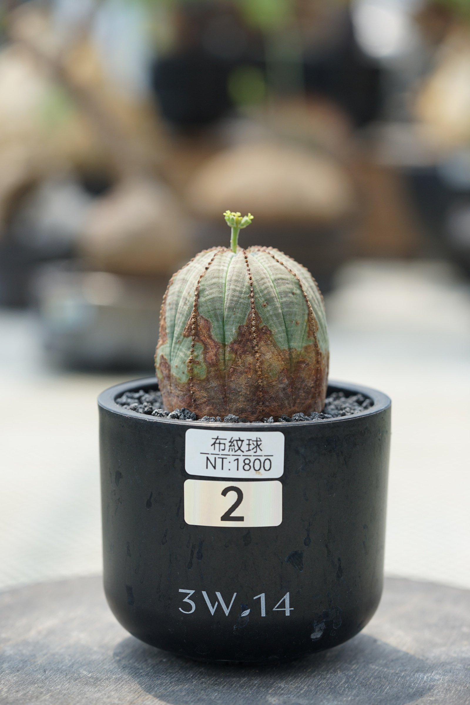 image_BCA486CD-F735-4560-AAD7-CA7DF9052DF7_1757057943