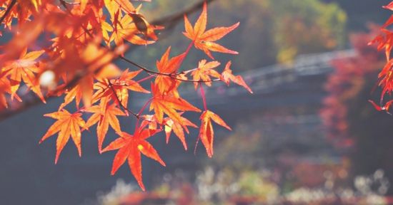  | blossomJapan