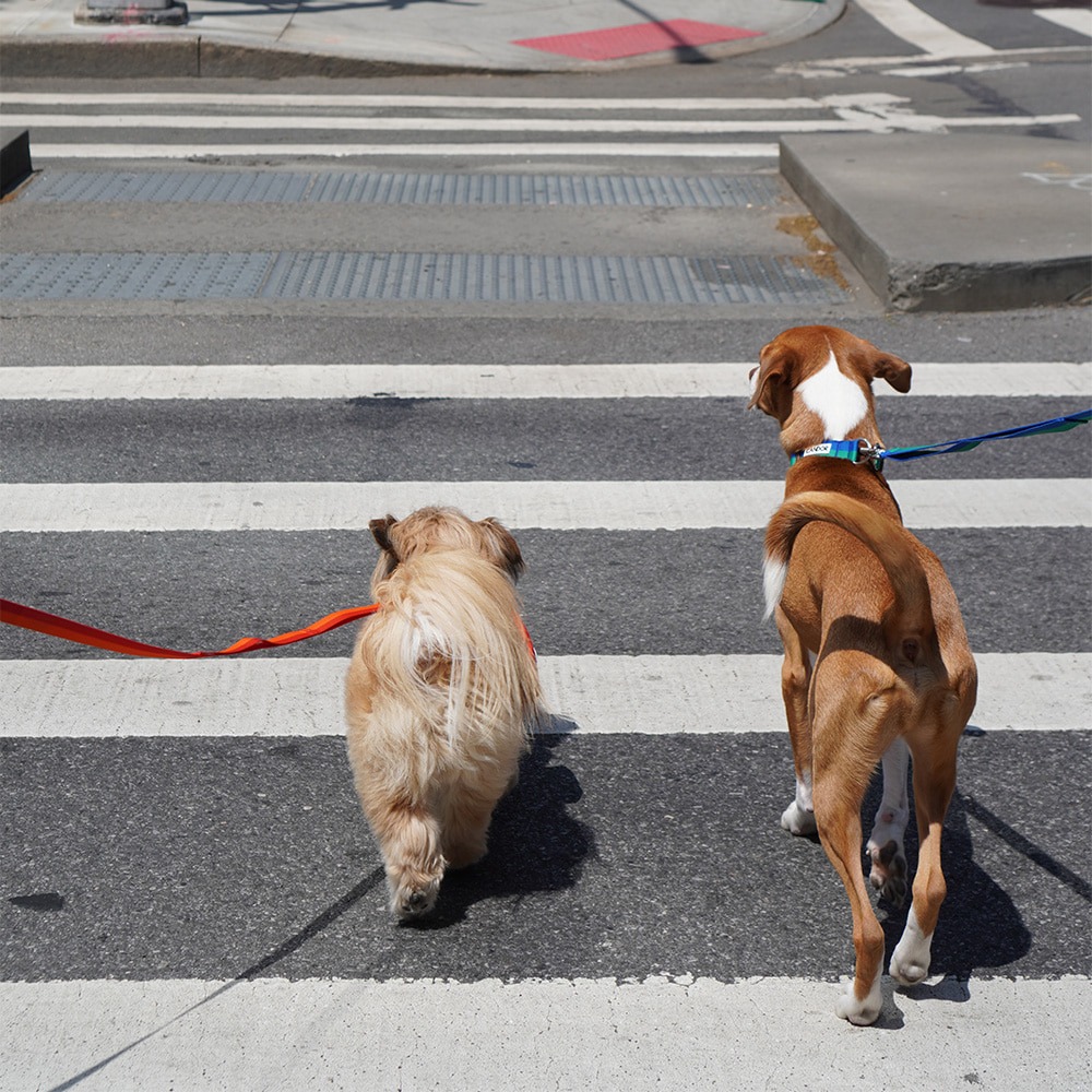 imgi_16_a702b55424a125772f7a43128c33cd4d