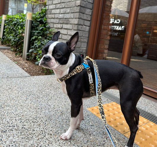 螢幕擷取畫面 2025-10-09 135202