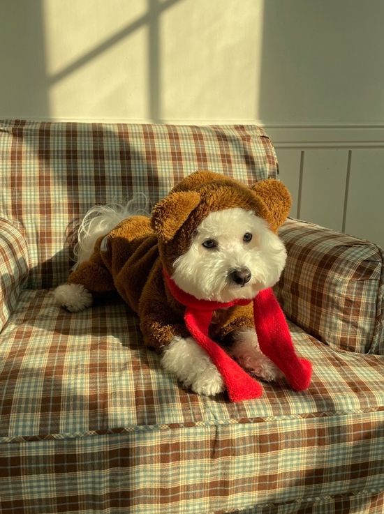  | 貝狗商行｜韓國寵物選品