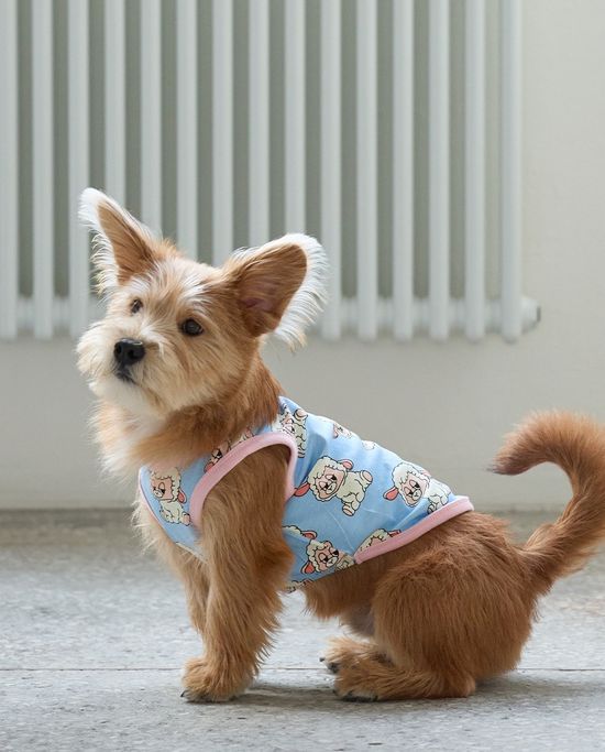  | 貝狗商行｜韓國寵物選品