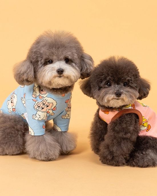  | 貝狗商行｜韓國寵物選品