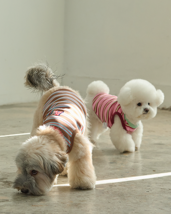  | 貝狗商行｜韓國寵物選品