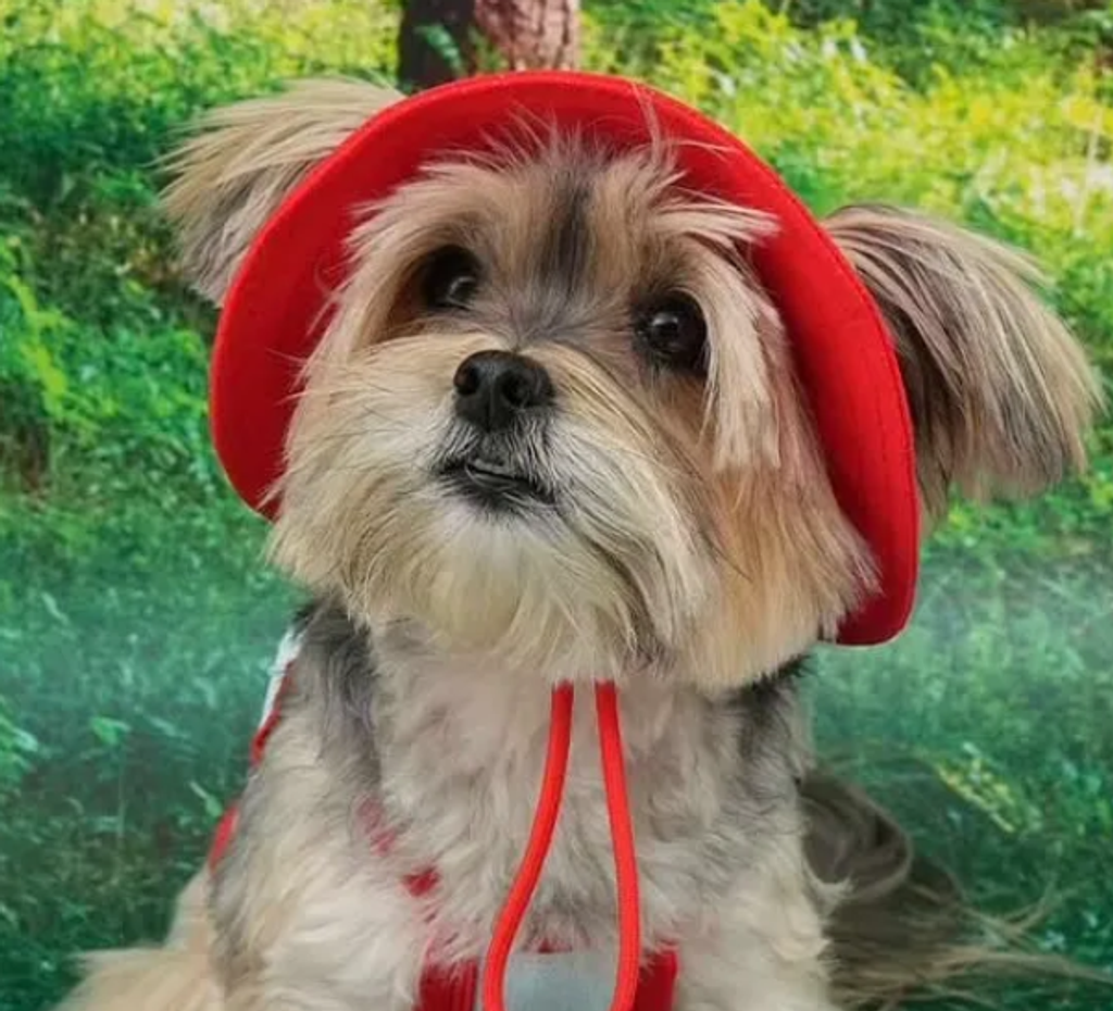 螢幕擷取畫面 2025-09-03 143842