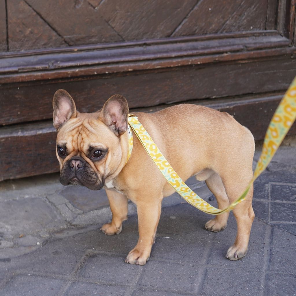 imgi_16_15229f1aa98020a46439fe7709ab3466