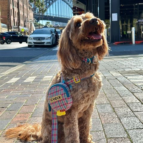 imgi_18_33376957725f06faab5624066b6b283d