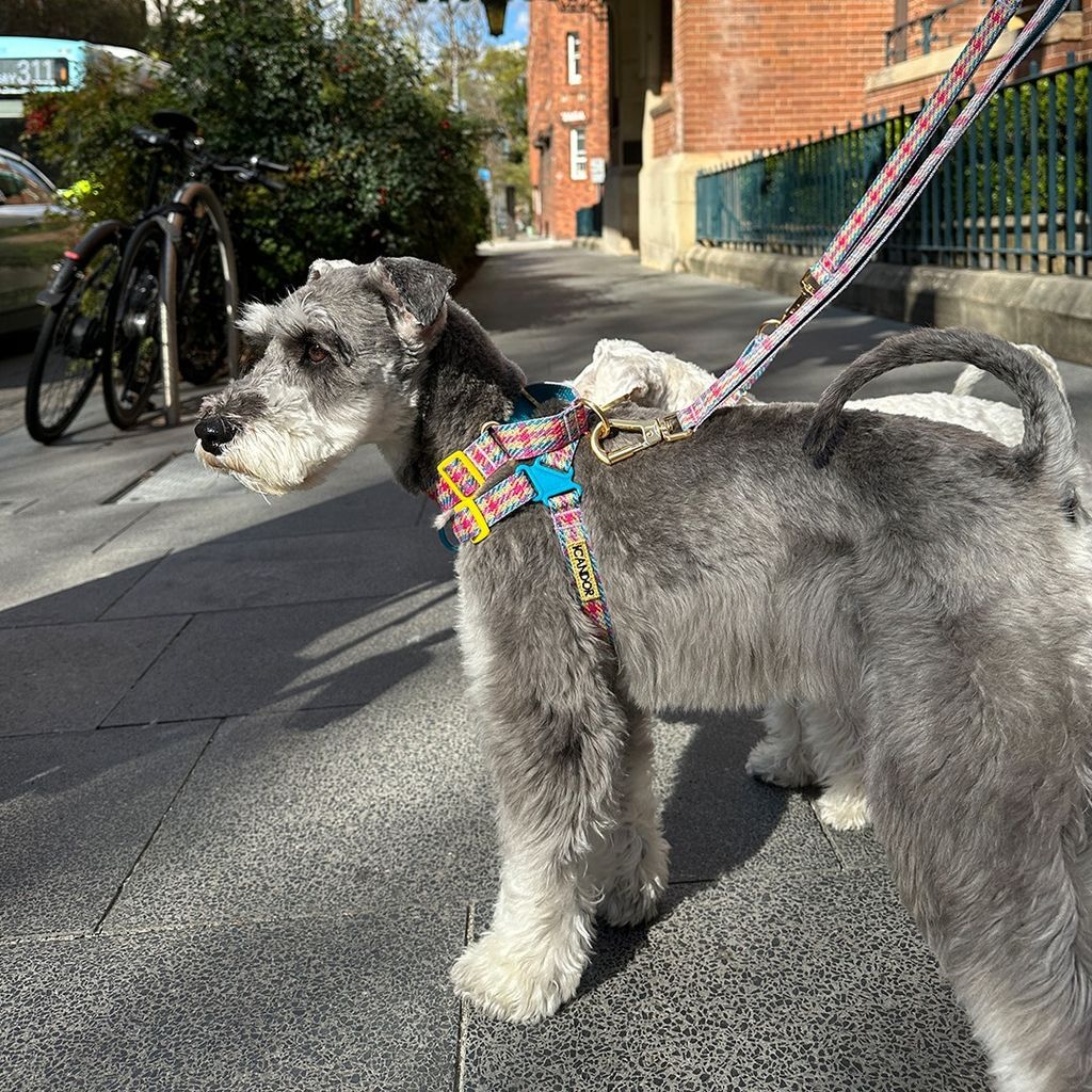 imgi_21_c6e85823e4262111f3743e4de1e73eb2 (1)