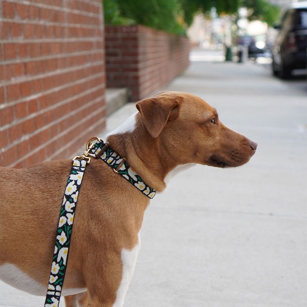 imgi_17_daa1c6da408dfc3bff590081f04206cb