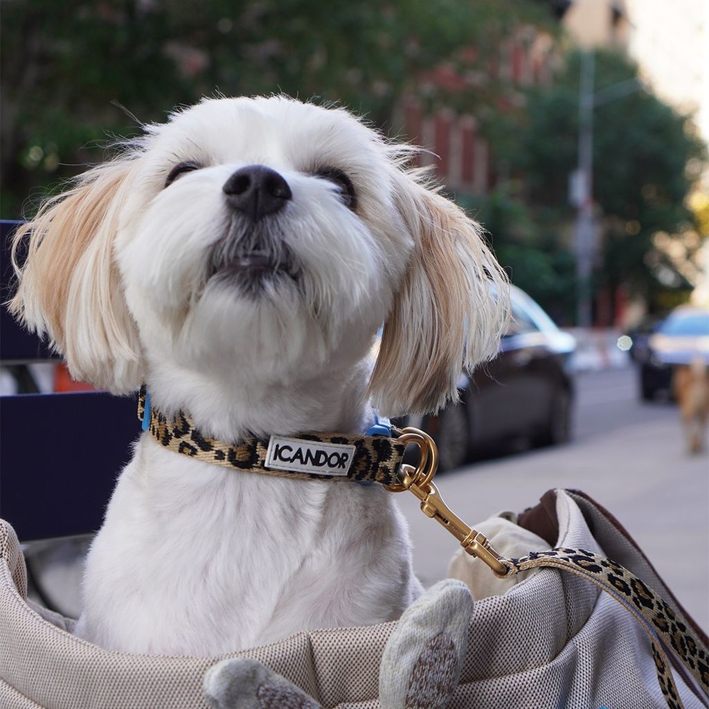 imgi_16_da8da5f546ef3c53efa045d11a6834a2