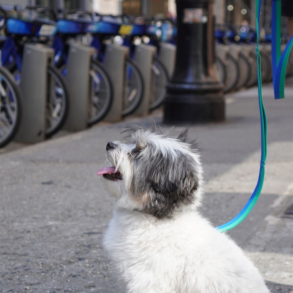 imgi_15_4c1b082881f4de326bcfdd3f77694483