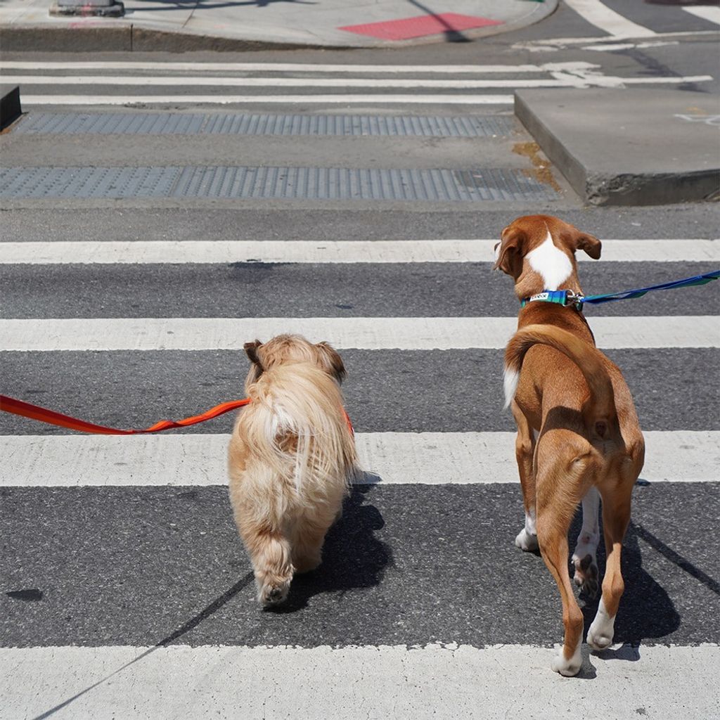 imgi_16_a702b55424a125772f7a43128c33cd4d