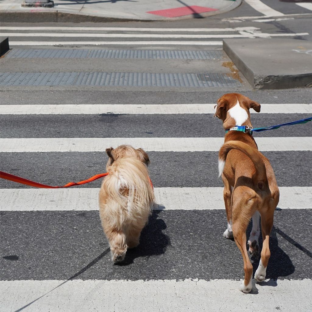 imgi_16_a702b55424a125772f7a43128c33cd4d