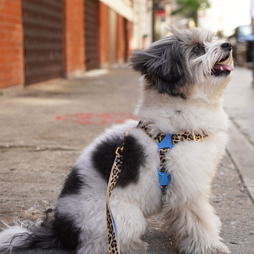 imgi_16_e15ee85ac092192ec98df55fb56b0fea (1)