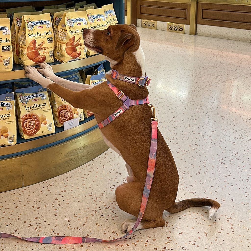 imgi_17_a3757865b999471320b0834942d68786