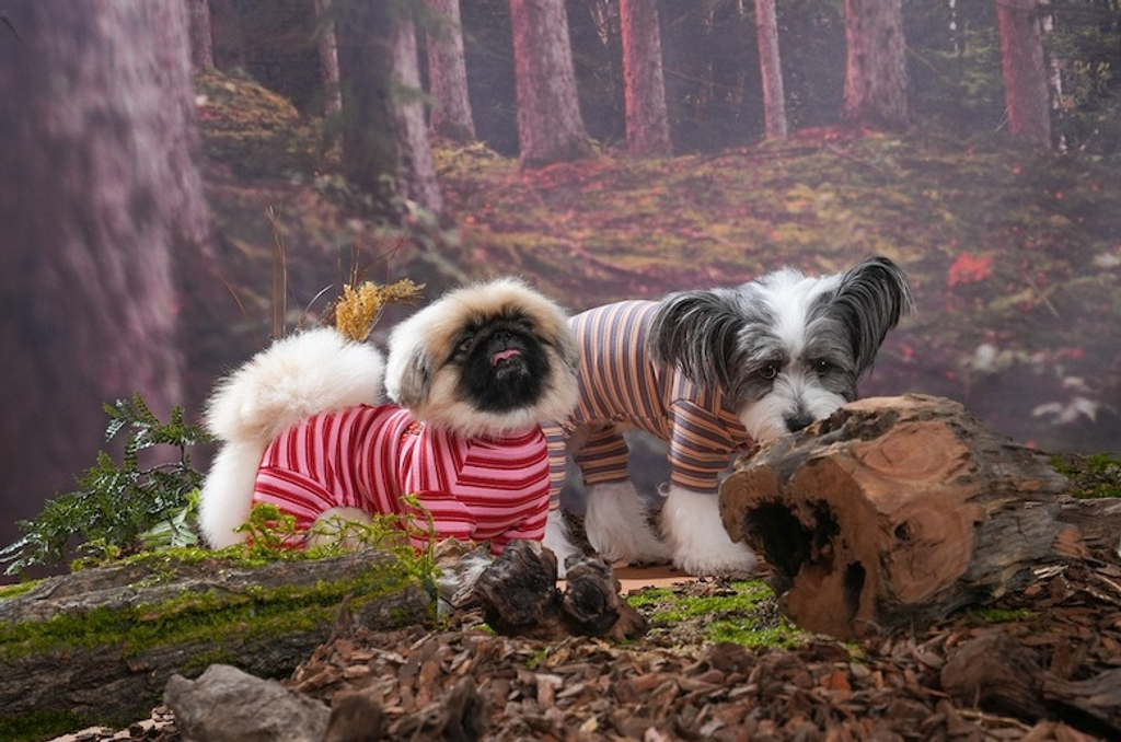 螢幕擷取畫面 2025-10-29 115719