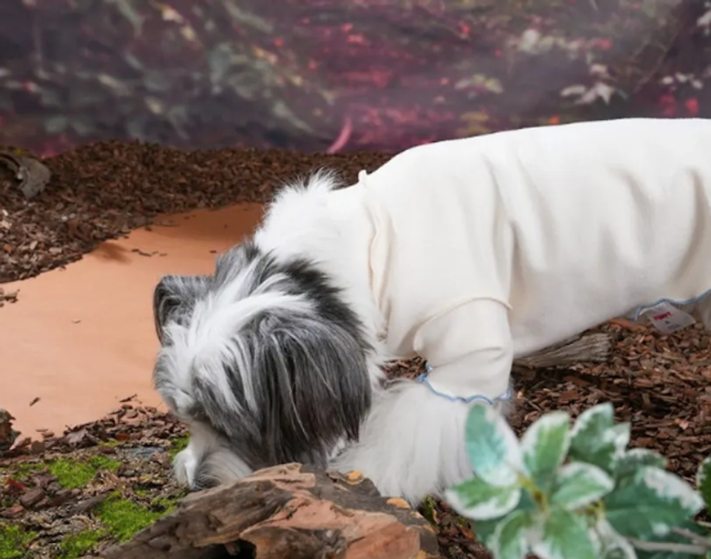 螢幕擷取畫面 2025-10-29 124444