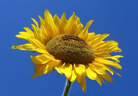1600px-Sunflower_from_Silesia2