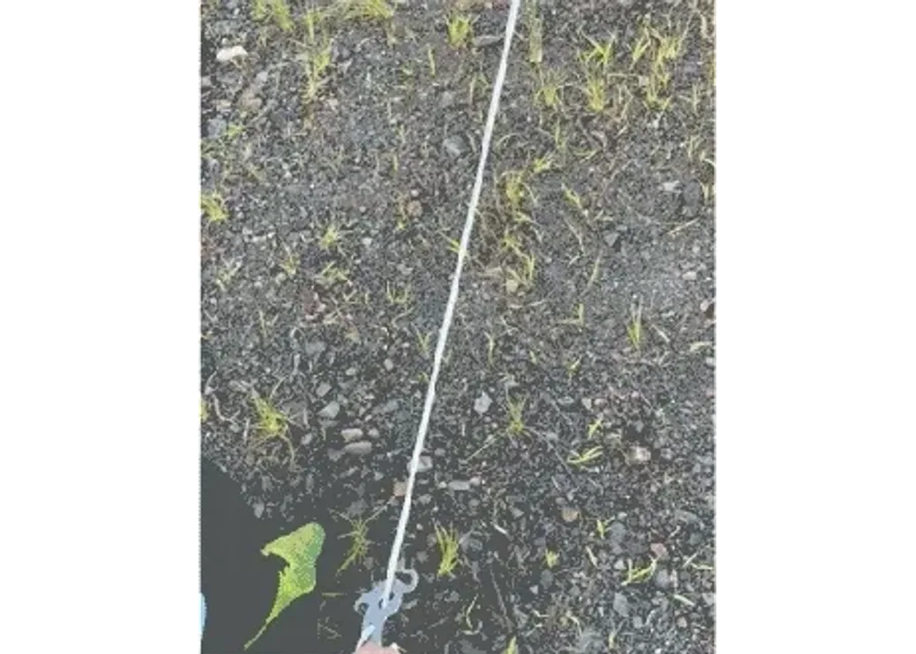 營繩調節片 貓咪款 影片-2