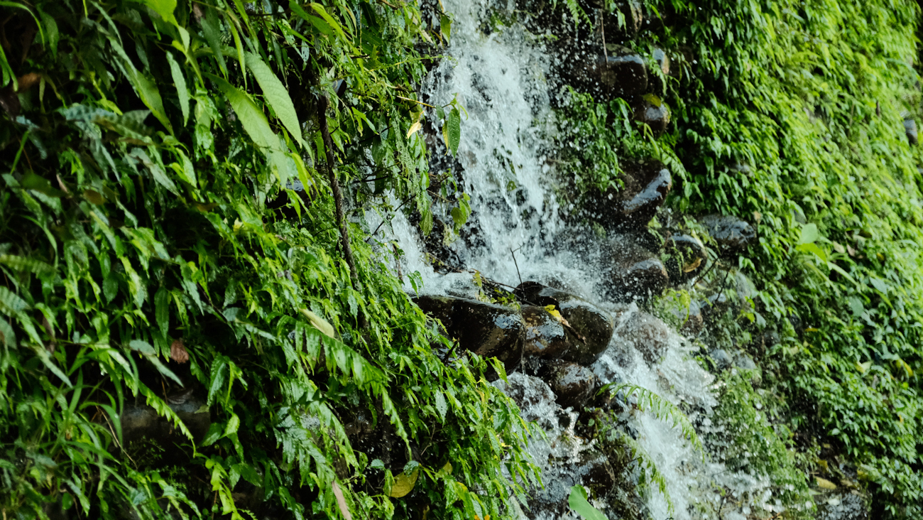 basianshan-spring-tea-tds-web-77