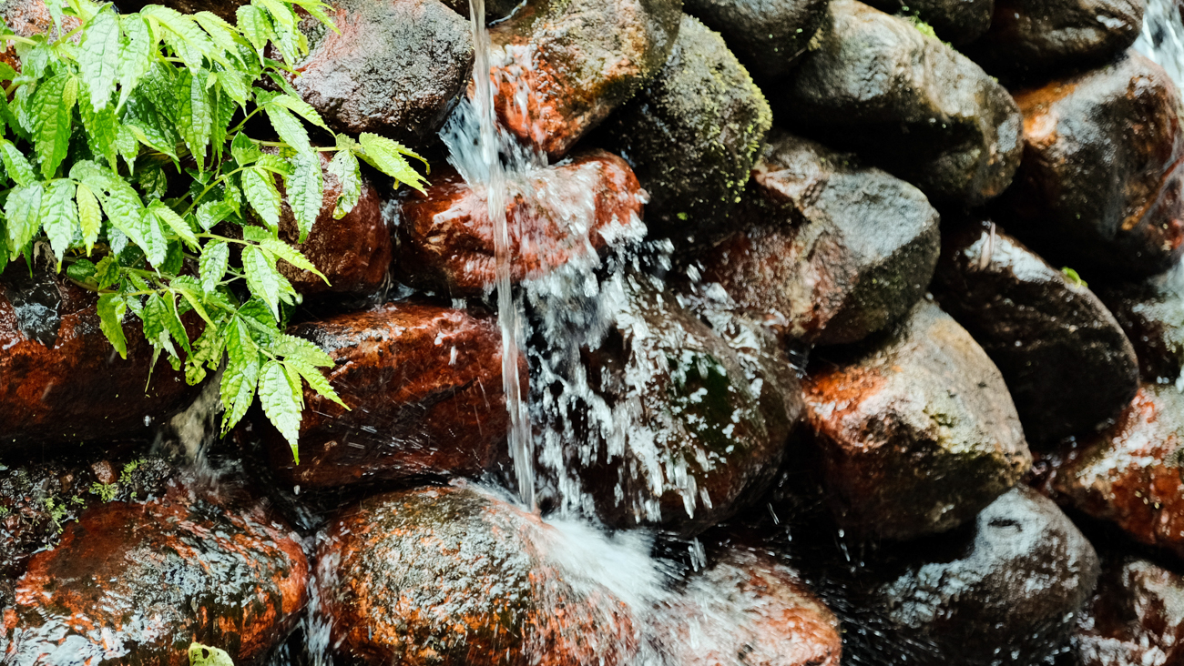 basianshan-spring-tea-tds-web-76