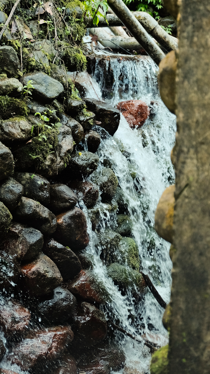 basianshan-spring-tea-tds-web-75